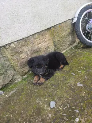 Photo - 1-3 months Male Purebred German Shepherd