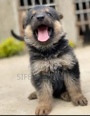 Photo - 1-3 months Male Purebred German Shepherd