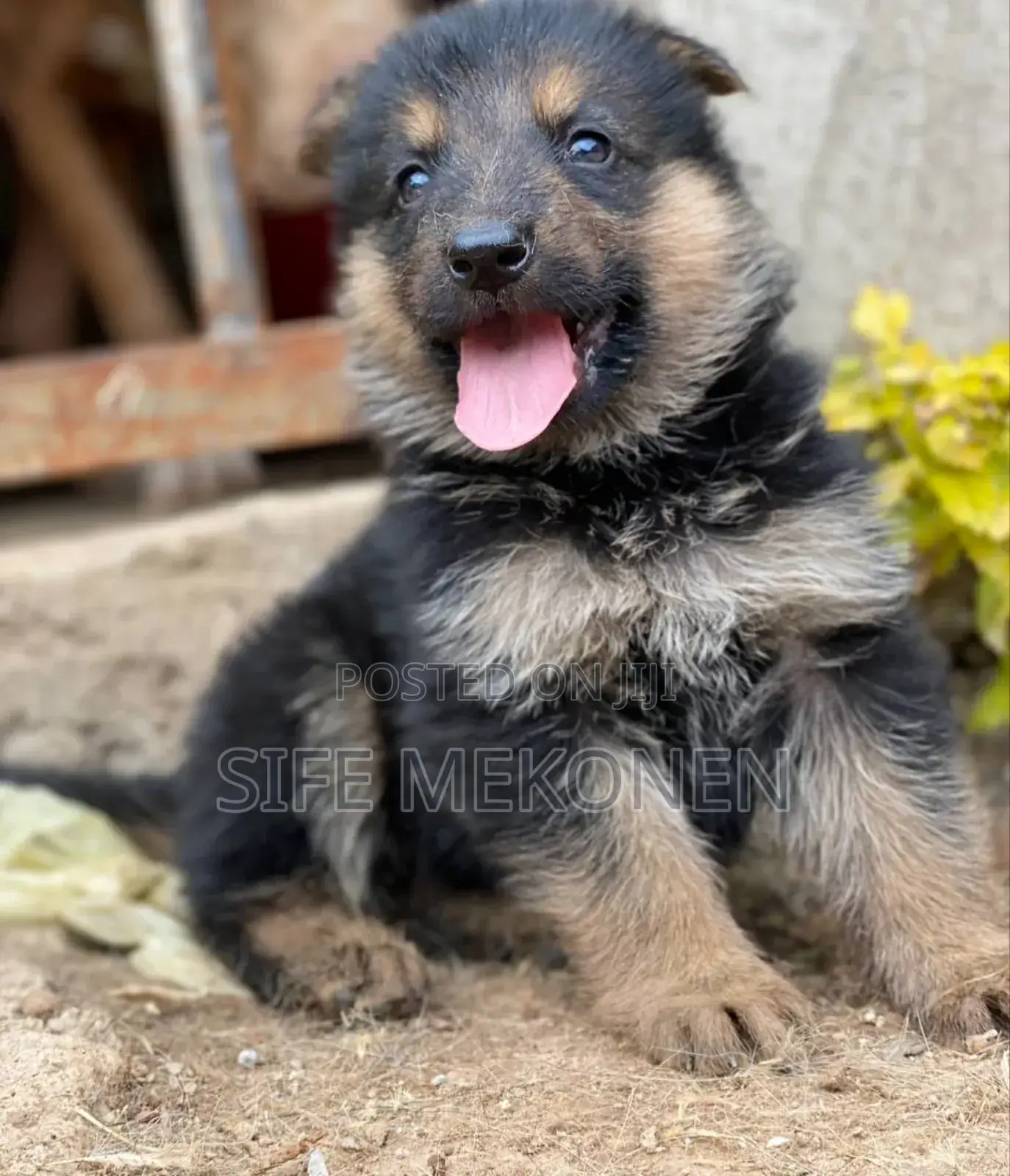 1-3 months Male Purebred German Shepherd