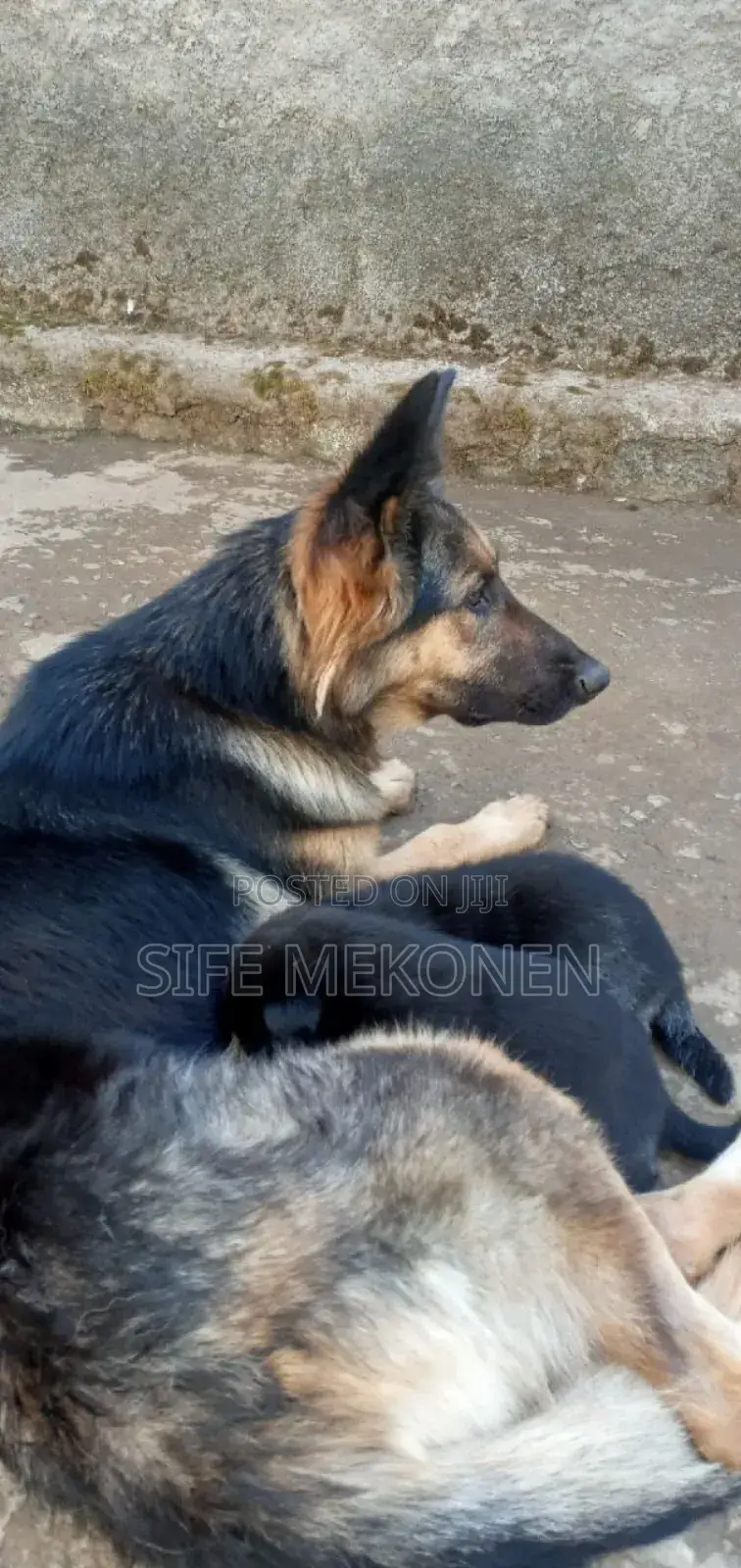 1-3 months Male Purebred German Shepherd