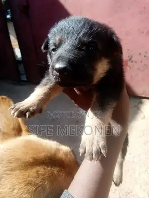 1-3 months Male Purebred German Shepherd