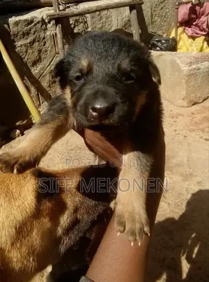 1-3 months Male Purebred German Shepherd