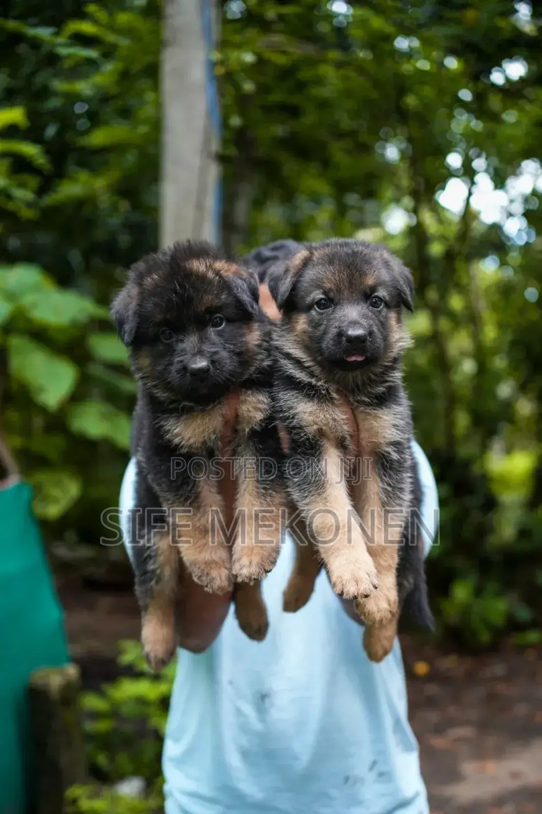 1-3 months Male Purebred German Shepherd