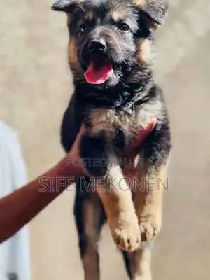 Photo - 1-3 months Male Purebred German Shepherd