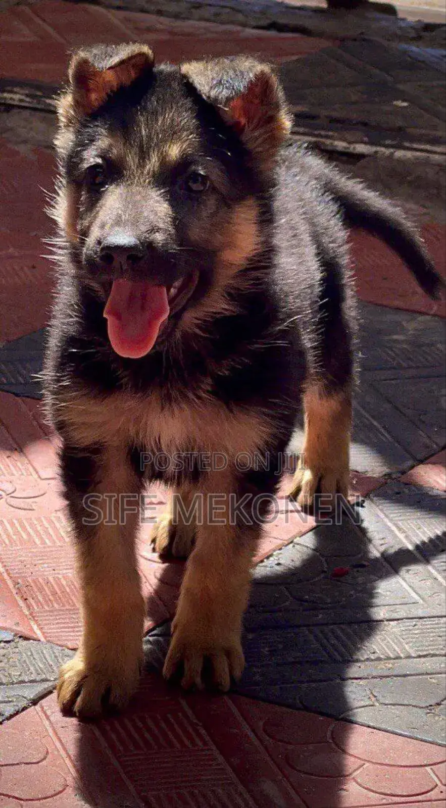 1-3 months Male Purebred German Shepherd