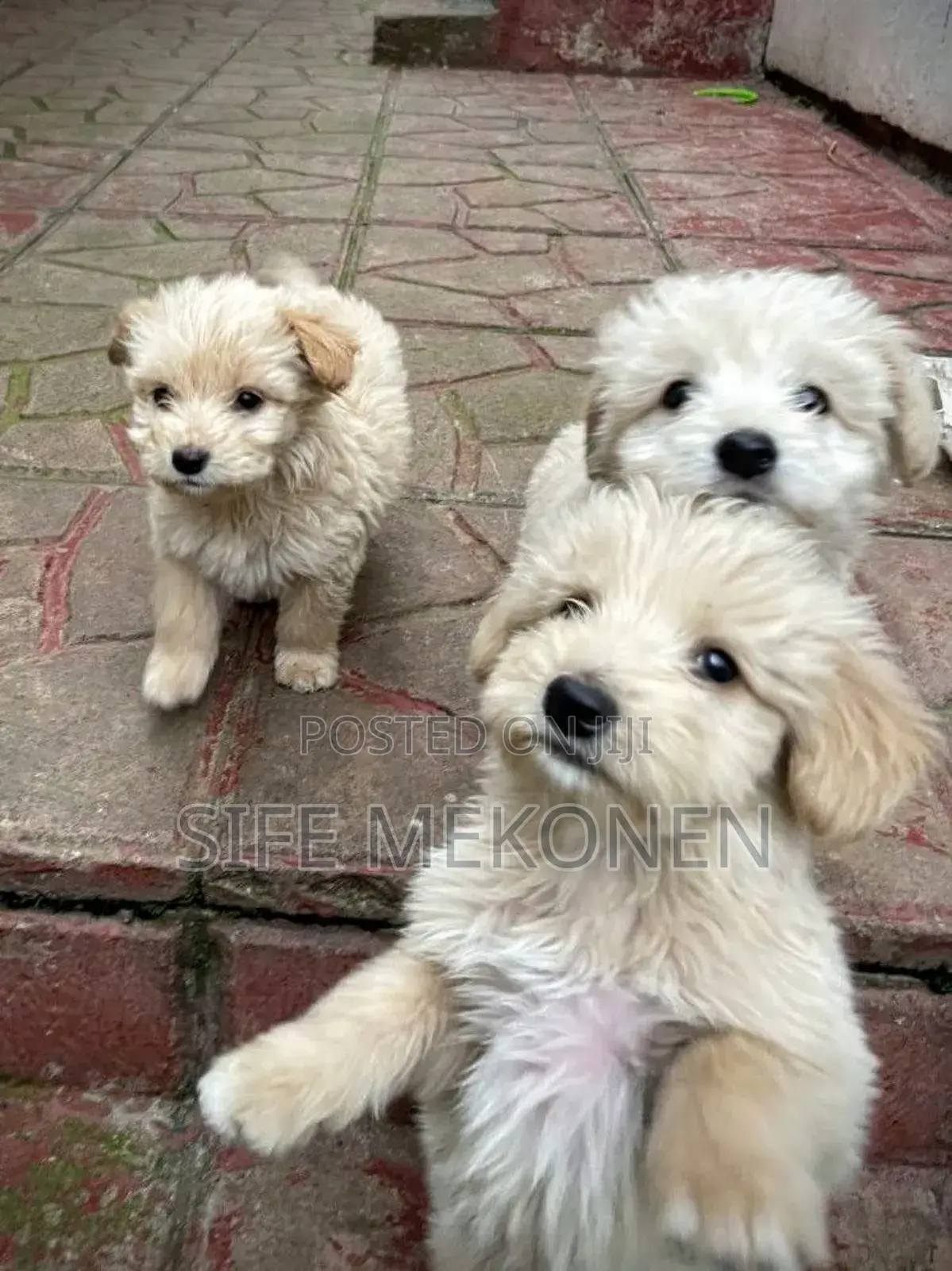 1-3 months Male Purebred Maltese