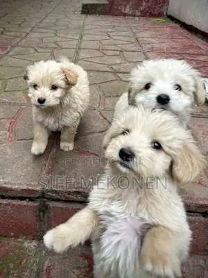 Photo - 1-3 months Male Purebred Maltese