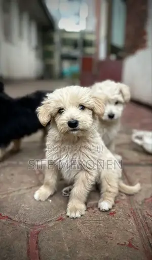 1-3 months Male Purebred Maltese