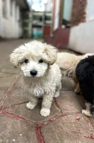 Photo - 1-3 months Male Purebred Maltese