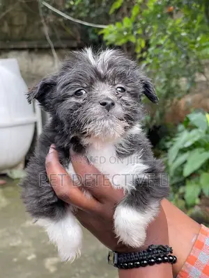 1-3 months Male Purebred Maltese