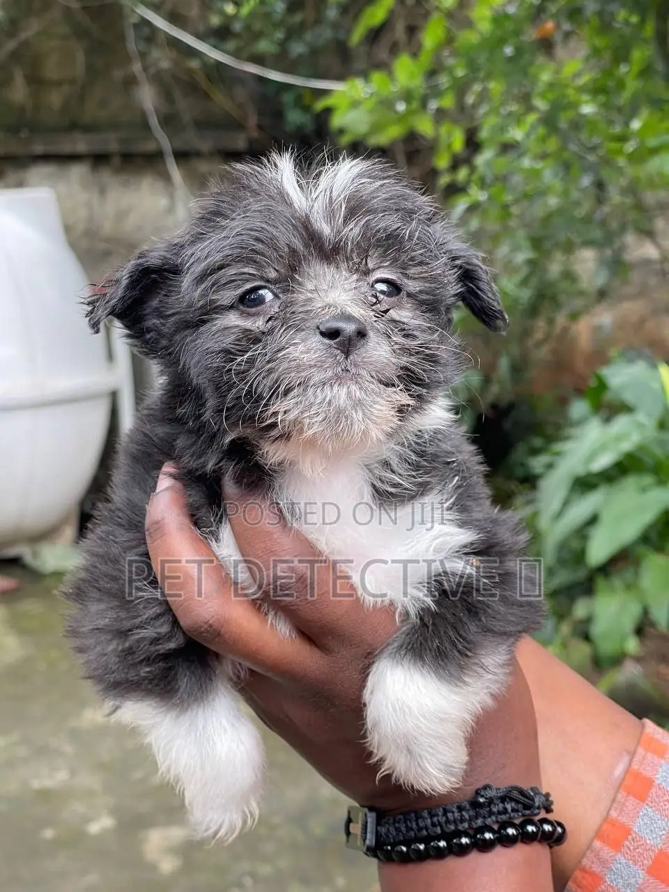 1-3 months Male Purebred Maltese