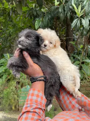 Photo - 1-3 months Male Purebred Maltese