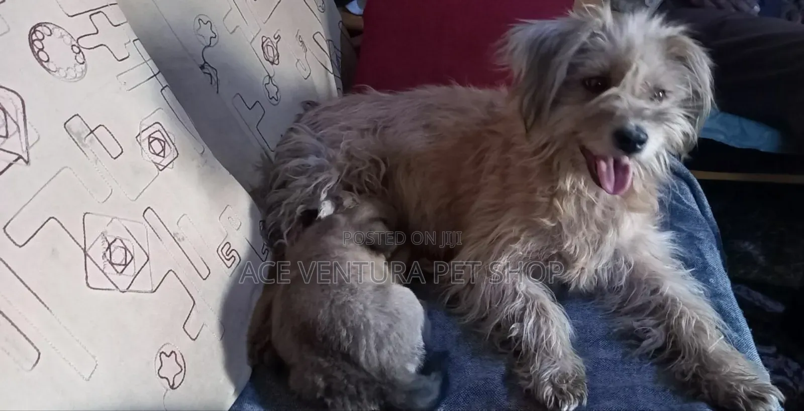 1-3 months Male Purebred Maltese