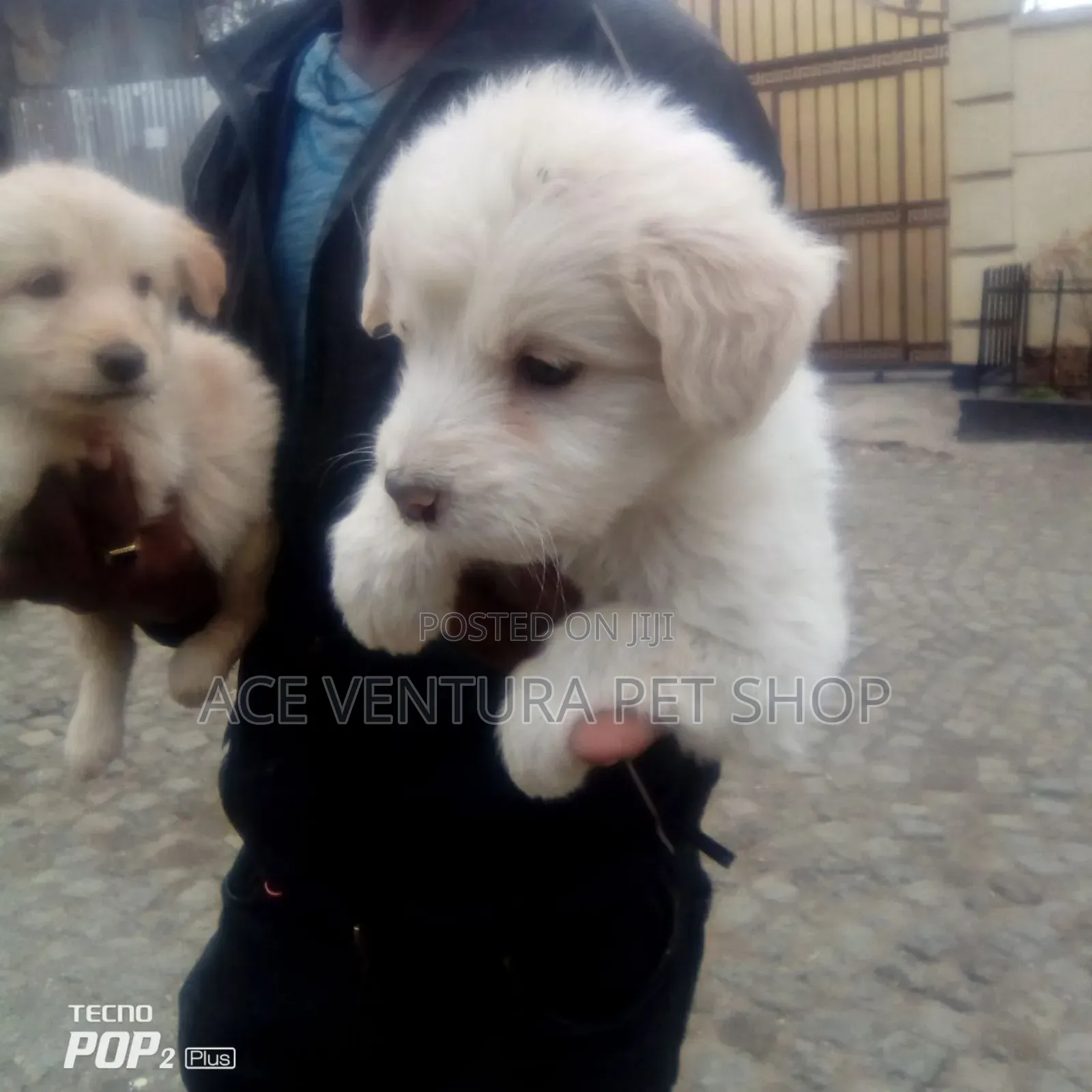 1-3 months Male Purebred Maltese