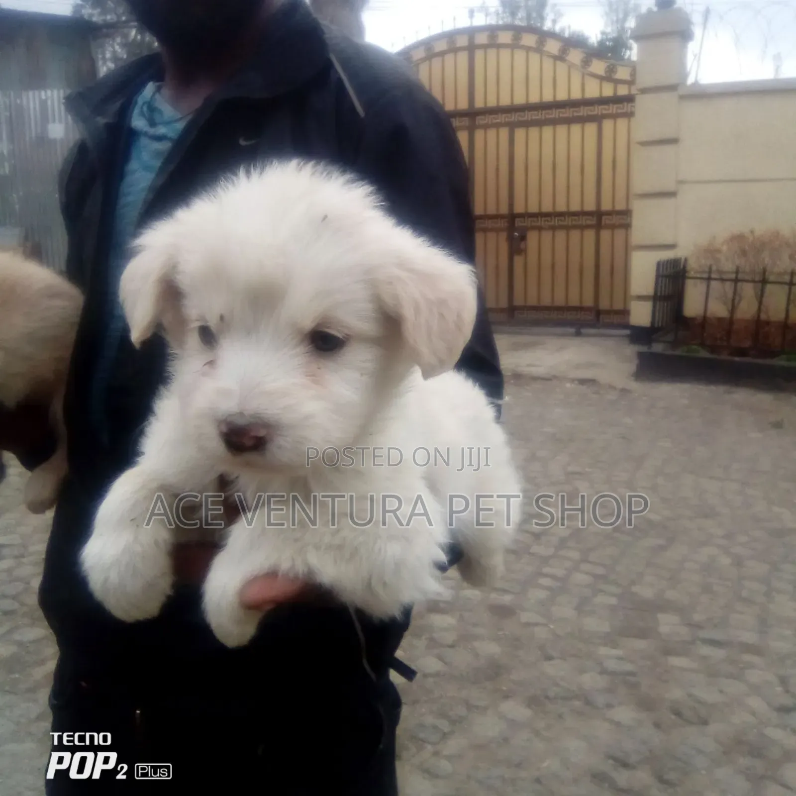 1-3 months Male Purebred Maltese