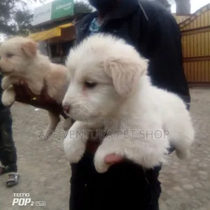 1-3 months Male Purebred Maltese