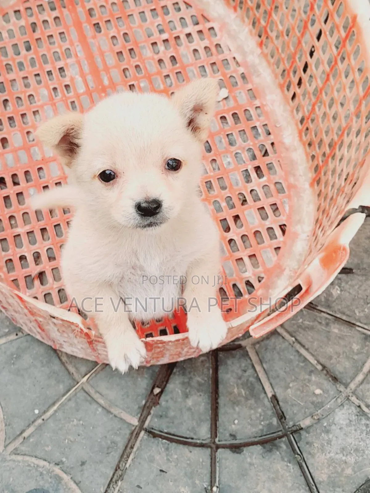 1-3 months Male Purebred Maltese