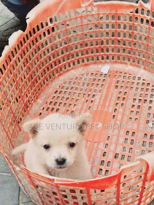 1-3 months Male Purebred Maltese