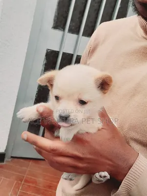 1-3 months Male Purebred Maltese
