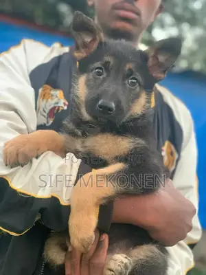 1-3 months Male Purebred German Shepherd