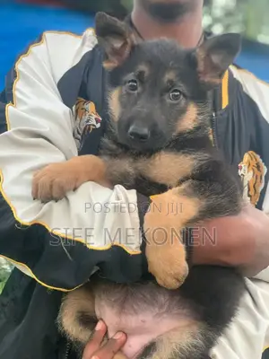 Photo - 1-3 months Male Purebred German Shepherd