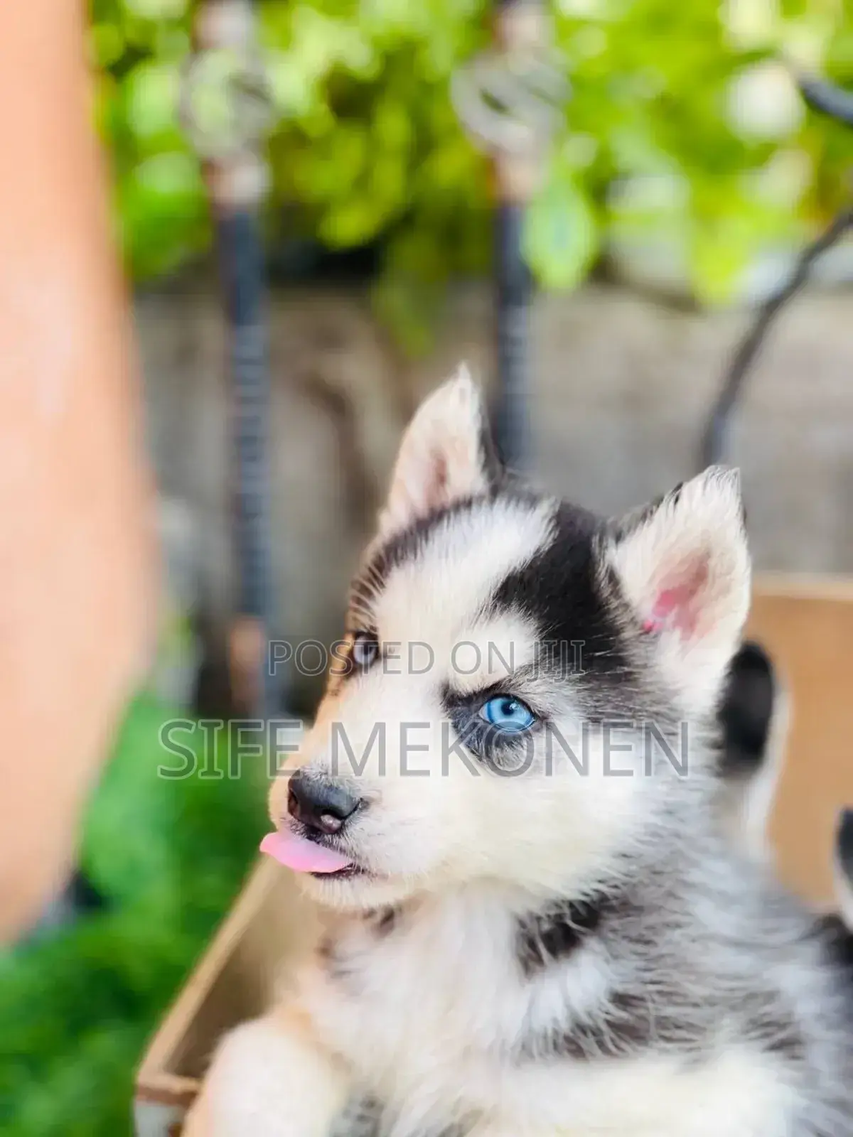 1-3 months Male Purebred Siberian Husky