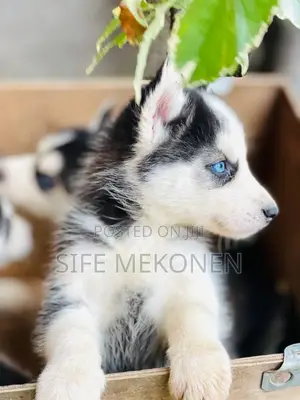 1-3 months Male Purebred Siberian Husky