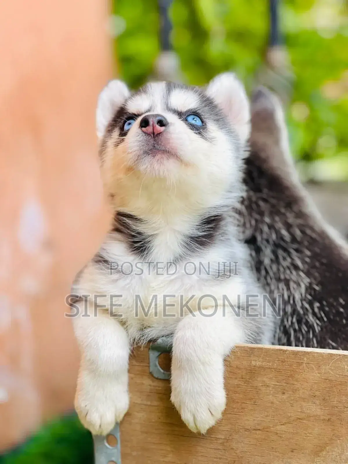 1-3 months Male Purebred Siberian Husky