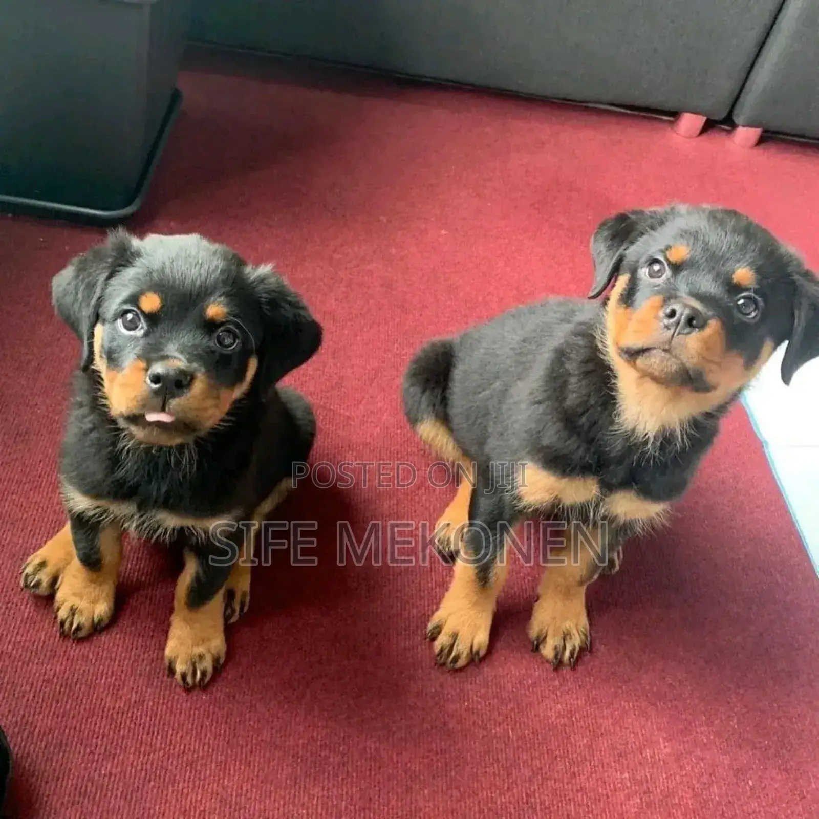 1-3 months Male Purebred Rottweiler