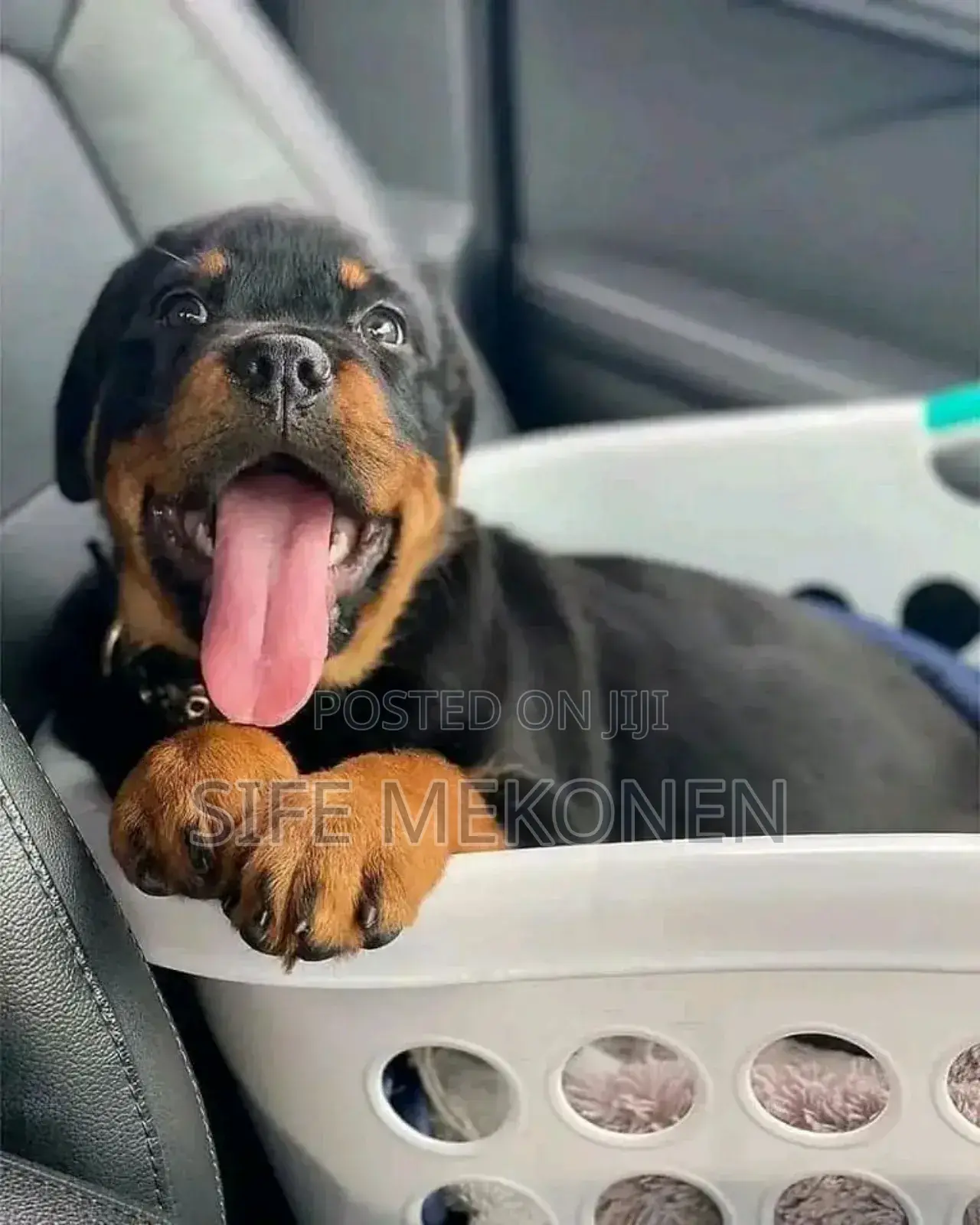 1-3 months Male Purebred Rottweiler