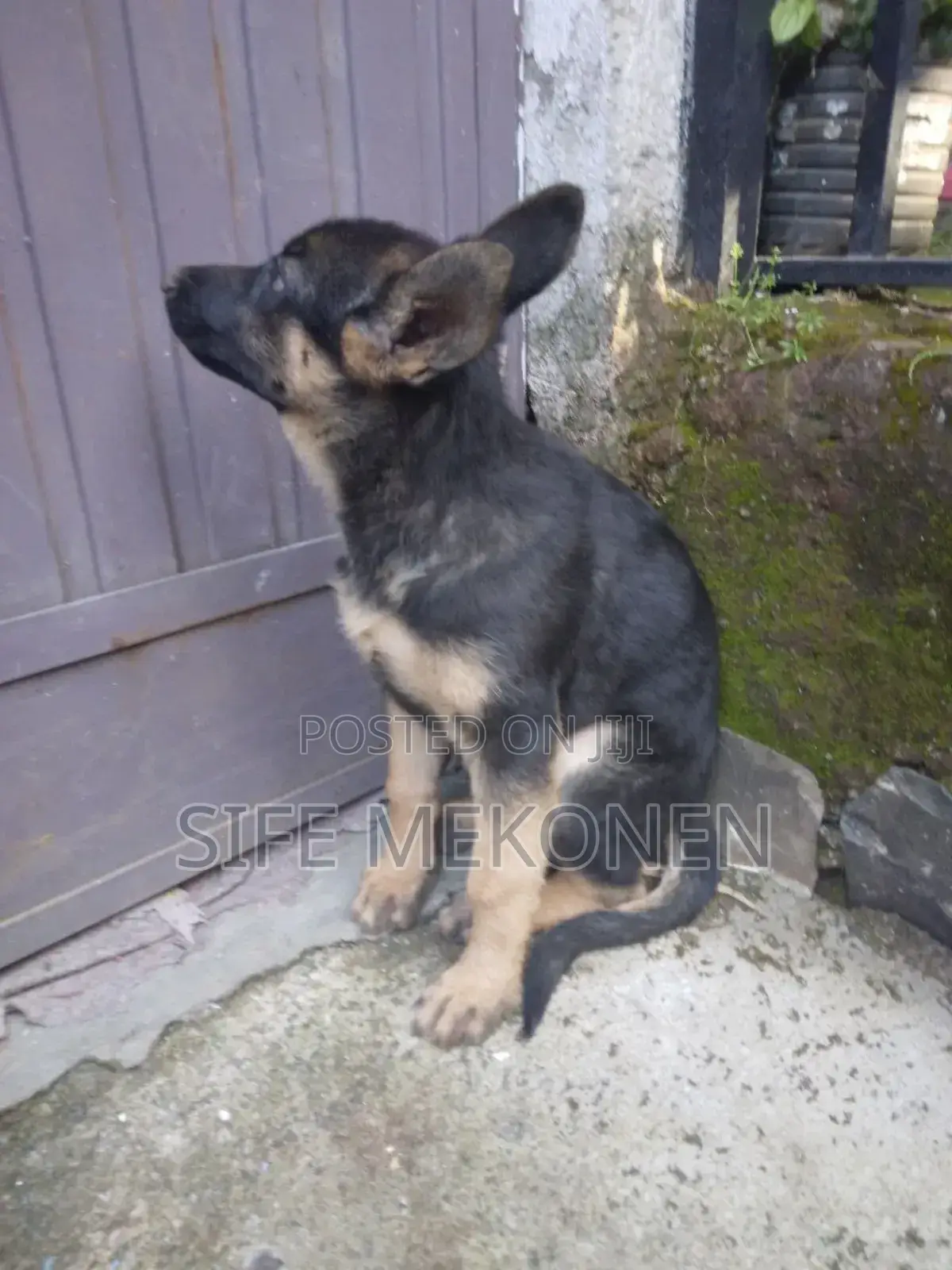 1-3 months Male Purebred German Shepherd