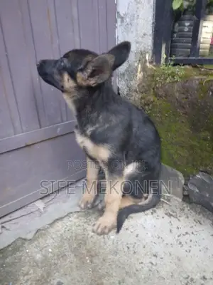 1-3 months Male Purebred German Shepherd