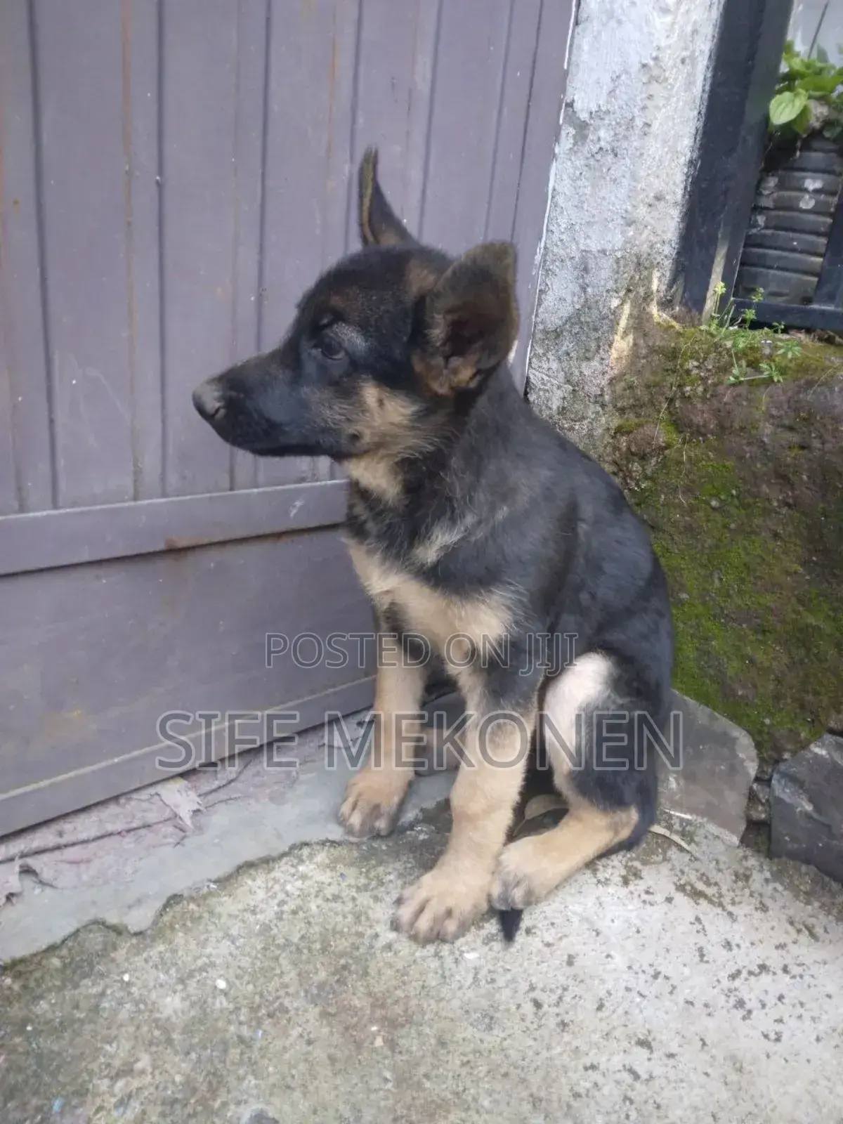 1-3 months Male Purebred German Shepherd