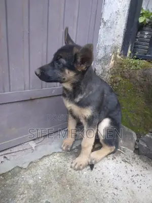 Photo - 1-3 months Male Purebred German Shepherd