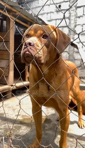 Photo - 1-3 months Female Purebred Bullmastiff