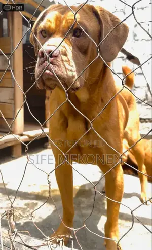 1-3 months Female Purebred Bullmastiff