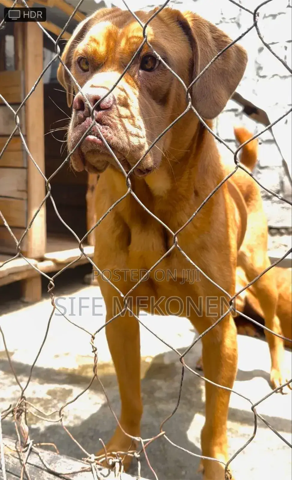 1-3 months Female Purebred Bullmastiff