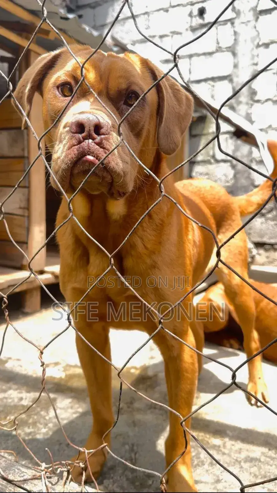 1-3 months Female Purebred Bullmastiff