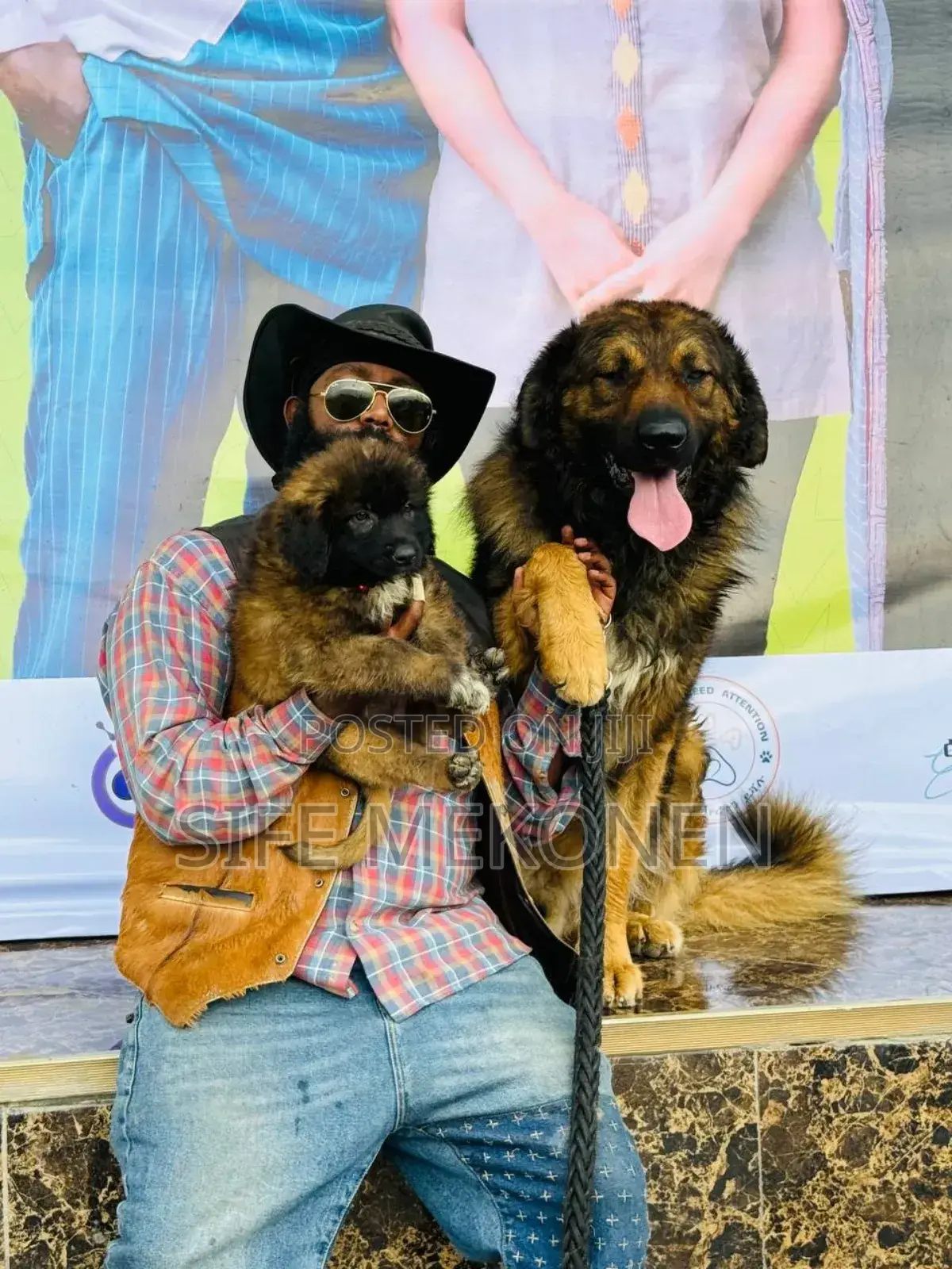 1-3 months Male Purebred Caucasian Shepherd