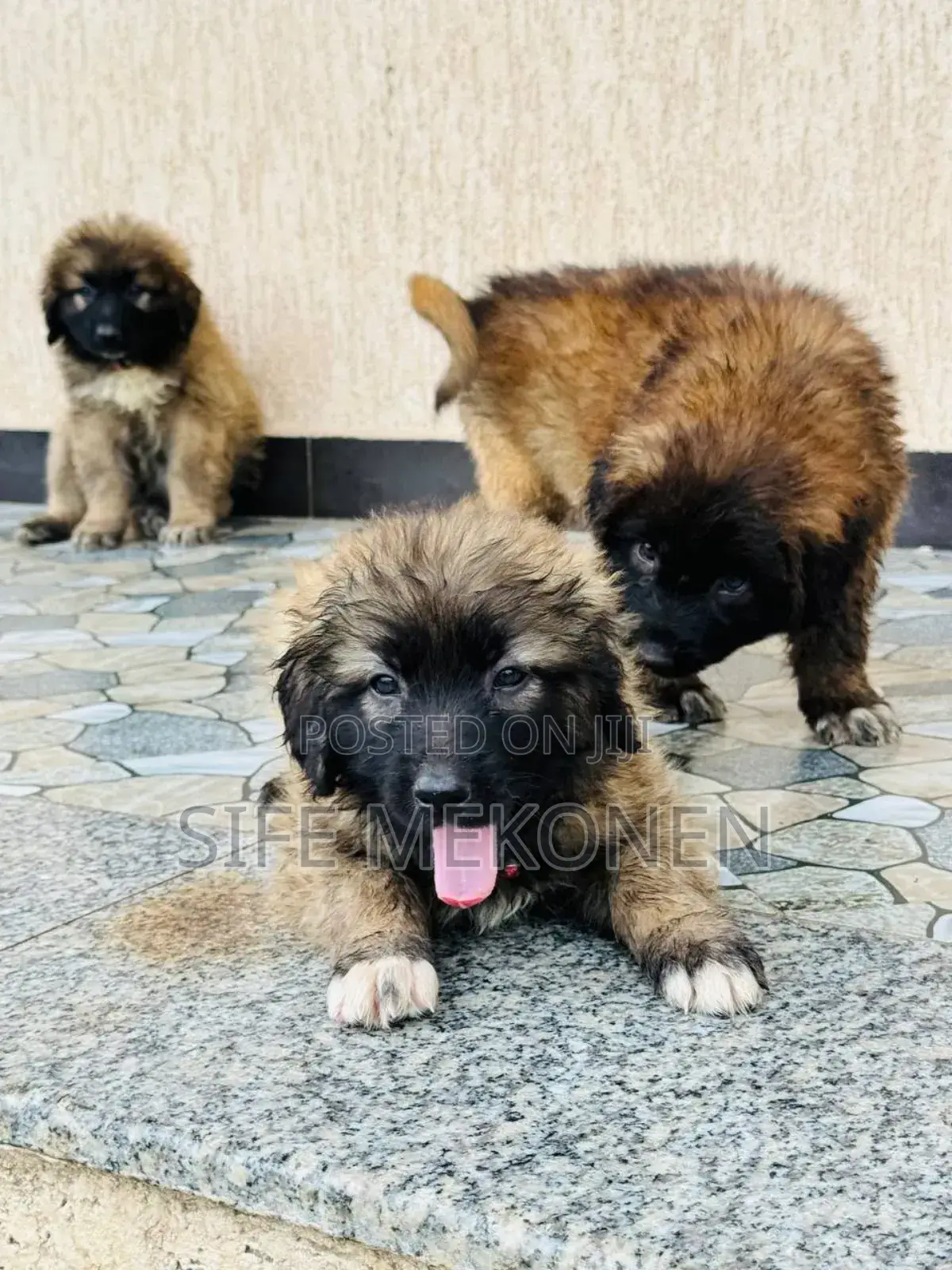 1-3 months Male Purebred Caucasian Shepherd