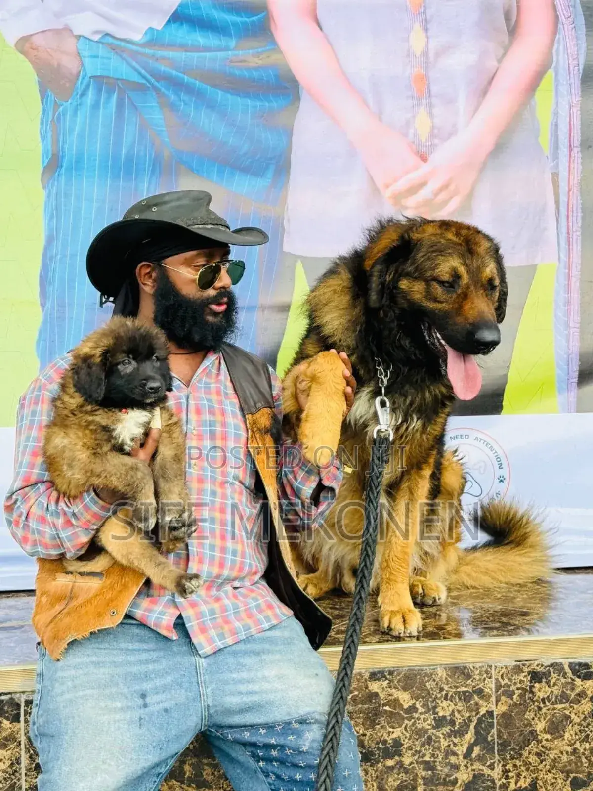 1-3 months Male Purebred Caucasian Shepherd