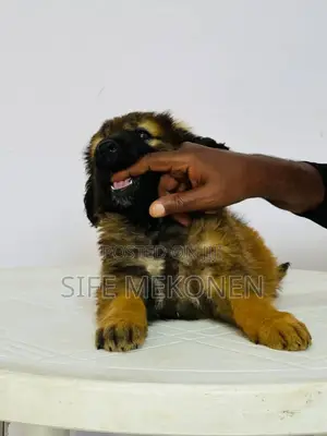 1-3 months Male Purebred Caucasian Shepherd