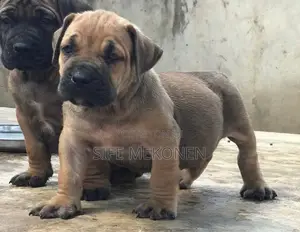 1-3 months Male Purebred Bullmastiff