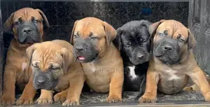 Photo - 1-3 months Male Purebred Bullmastiff