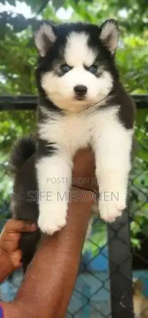 Photo - 1-3 months Male Purebred Siberian Husky