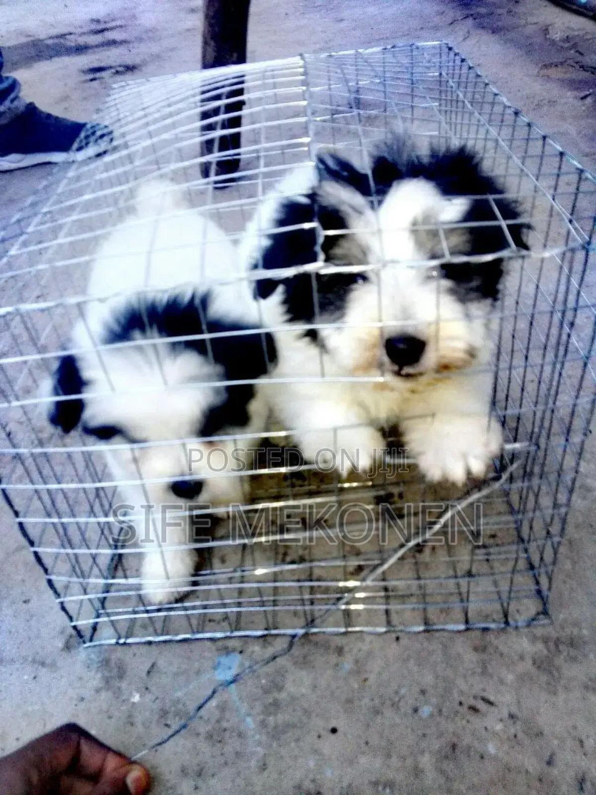 1-3 months Male Purebred Maltese