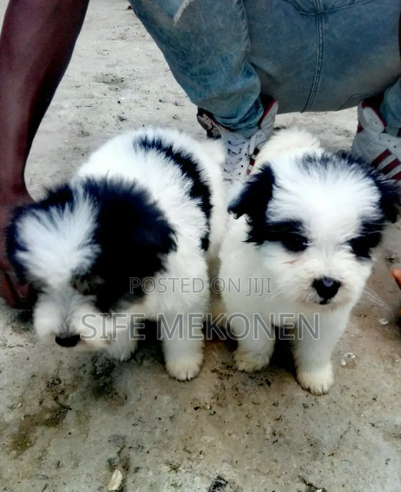 1-3 months Male Purebred Maltese