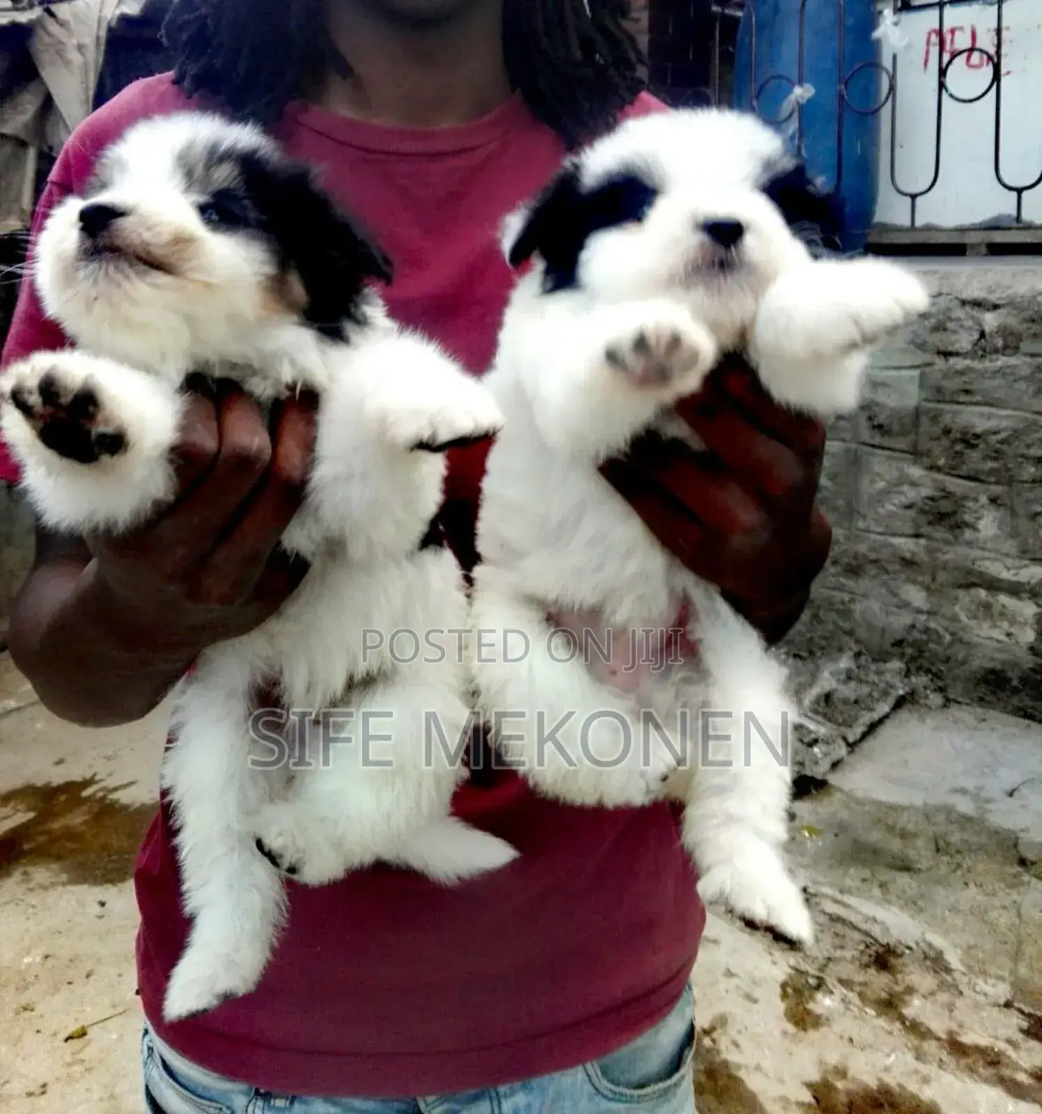 1-3 months Male Purebred Maltese