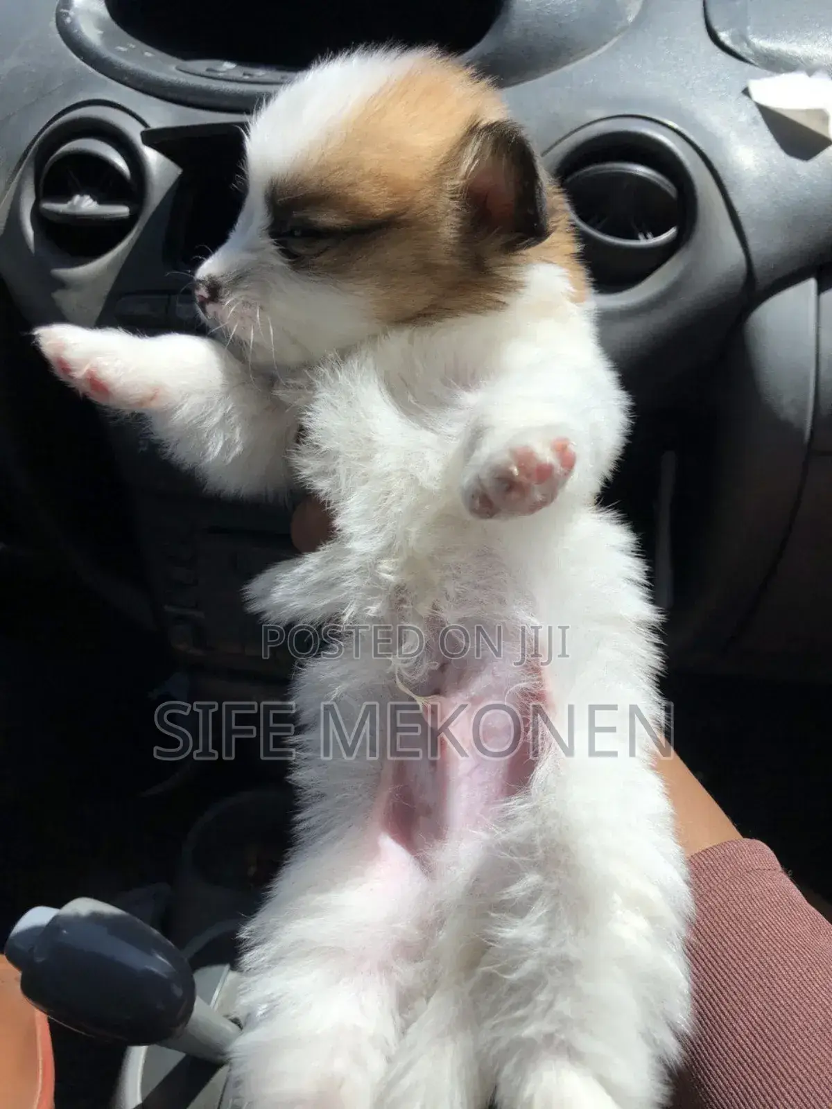 1-3 months Male Purebred Maltese