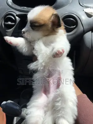 Photo - 1-3 months Male Purebred Maltese